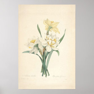 Narcissus Canvas Print