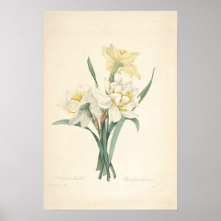 Narcissus Canvas Print