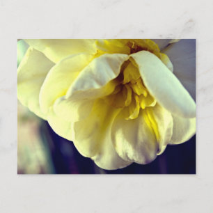 Narcissus Daffodil Postcard