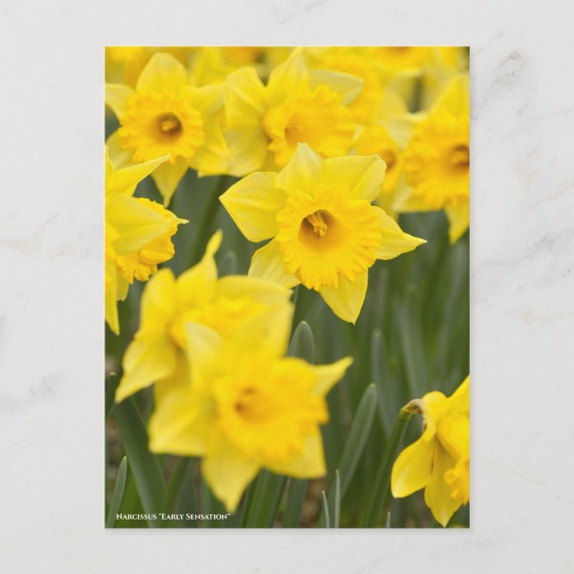 Narcissus "Early Sensation" [Postcard] Postcard (Front)