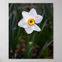 Narcissus Flower