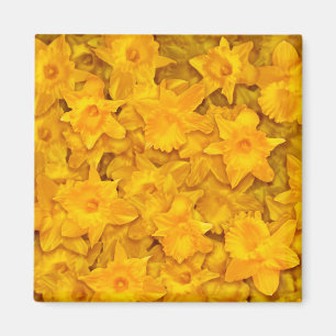 Narcissus Flowers Magnet