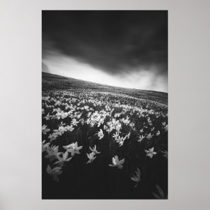 Narcissus flowers on mountain Golica, Slovenia Poster