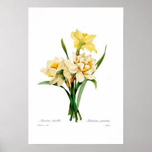 Narcissus gouani poster