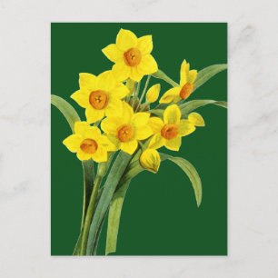 Narcissus (N Tazetta) Postcard
