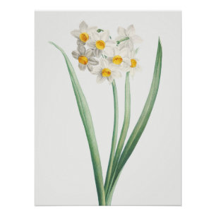 Narcissus, Pierre-Joseph Redouté, 1805 Poster