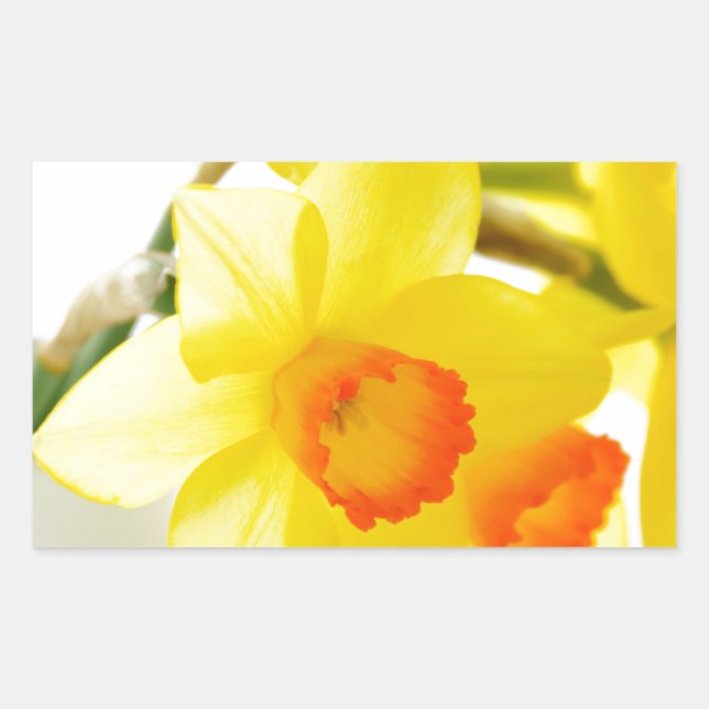 narcissus rectangular sticker (Front)