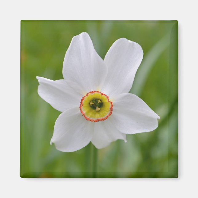 Narcissus Recurvus Flower Magnet (Front)