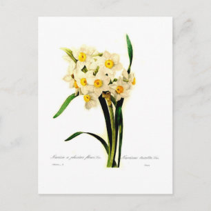 Narcissus tazetta.var postcard