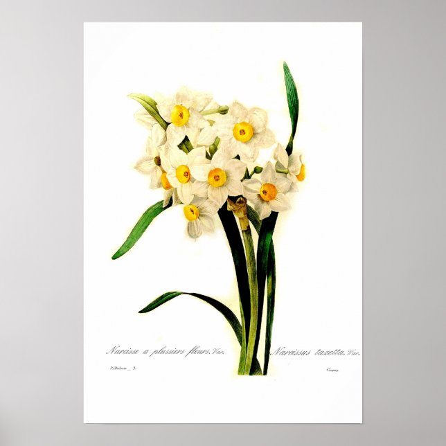 Narcissus tazetta var. poster (Front)