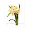 Narcissus tazetta var.
