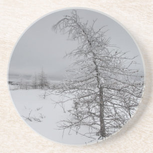 Narnia Coaster