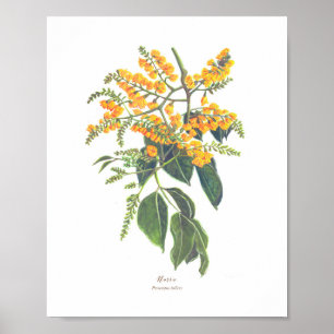 Narra (Pterocarpus indicus) Ph Forest Blooms  Poster
