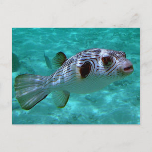 Narrow-lined Puffer Fish Postcard