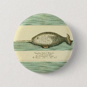 Narwhal Antique Whale Watercolor Painting 6 Cm Round Badge