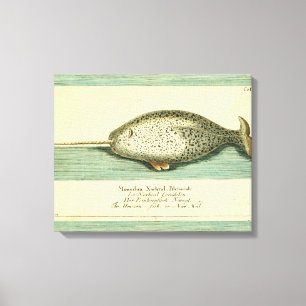 Narwhal Antique Whale Watercolor Scientific Art Canvas Print
