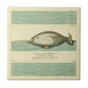 Narwhal Antique Whale Watercolor Scientific Art Ceramic Tile