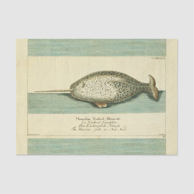 Narwhal Antique Whale Watercolor Scientific Art Tissue Paper (Front)