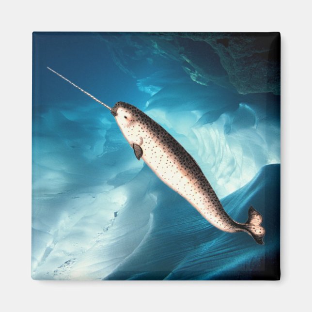 Narwhal Magnet (Front)