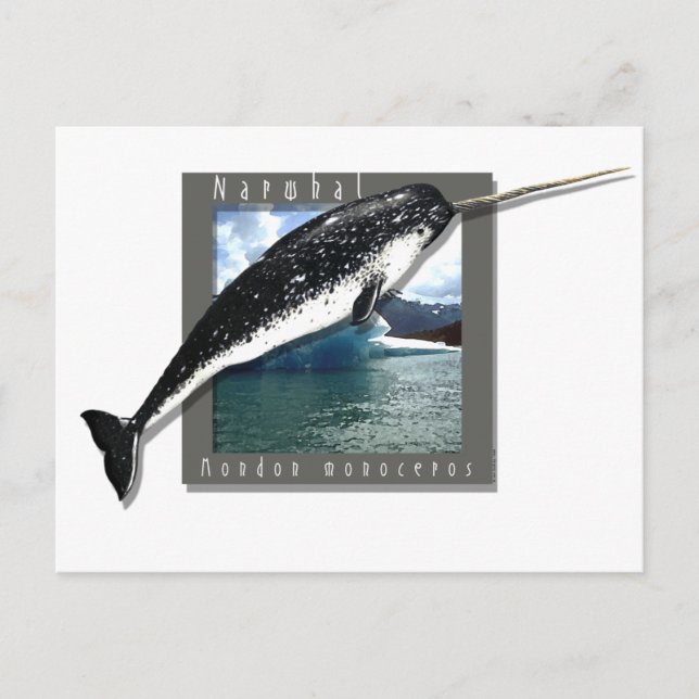 Narwhal Postcard (Front)