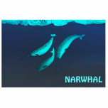 Narwhal Under The Ice Photo Sculpture Magnet<br><div class="desc">Features three narwhals, Monodon monoceros, swimming under the Arctic ice. Add your own text. The narwhal is related to the Beluga whale and lives in the Arctic year-round. They are found primarily in the waters of Greenland and Canada rarely south of 65°N latitude. Males weigh up to 1, 600 kilograms...</div>