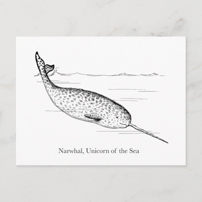 Narwhal Whale Unicorn of the Sea Postcard (Front)