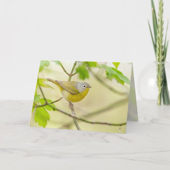 Nashville Warbler Card (Front)
