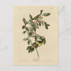 Nashville Warbler from Audubon's Birds of America Postcard