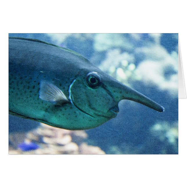 Naso brevirostris (Front Horizontal)