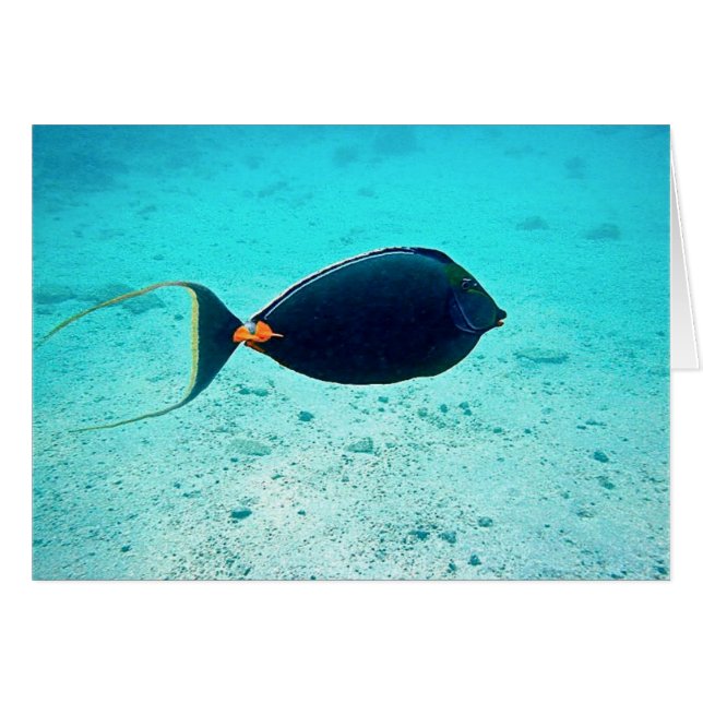 Naso Tang (Front Horizontal)