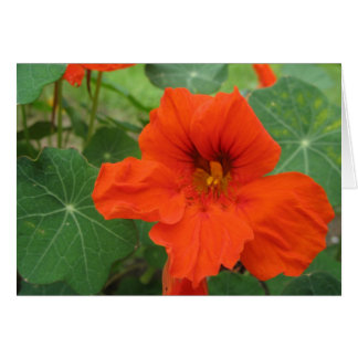 Nasturtium