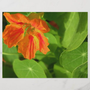 Nasturtium