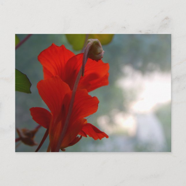 Nasturtium Blooms Postcard (Front)