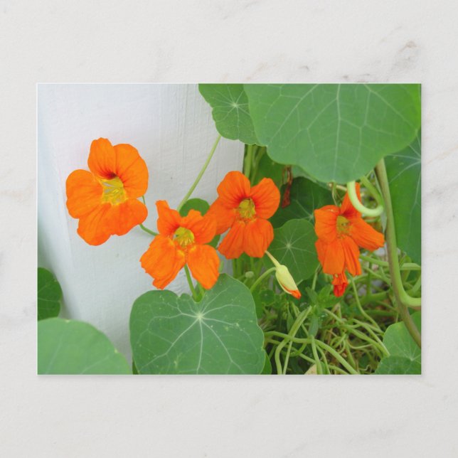 Nasturtium Blooms Postcard (Front)