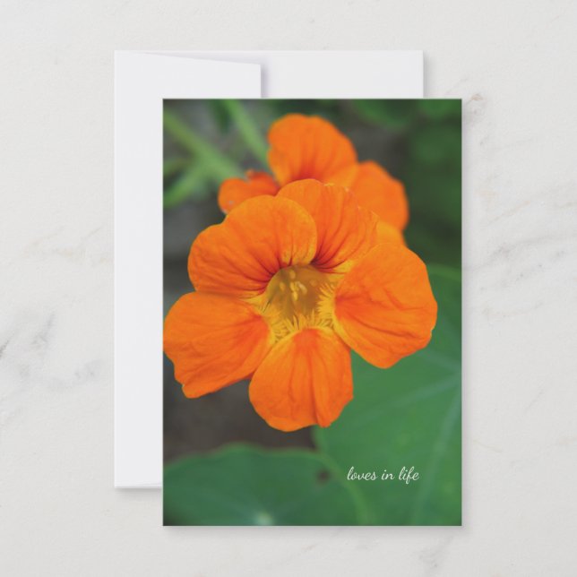 Nasturtium  card (Front)