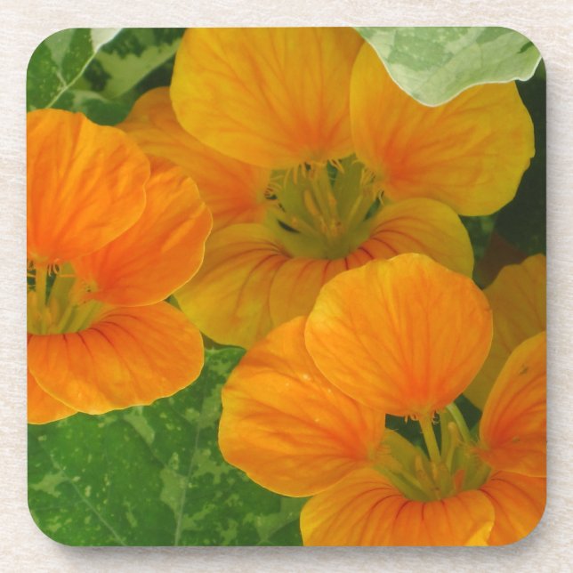 Nasturtium Coaster (Front)