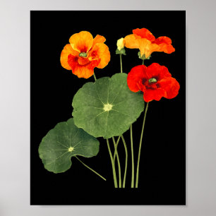 Nasturtium flower illustration vintage nature artN Poster
