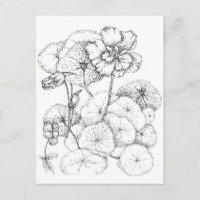 Nasturtium Flower Pen and Ink Drawing Art