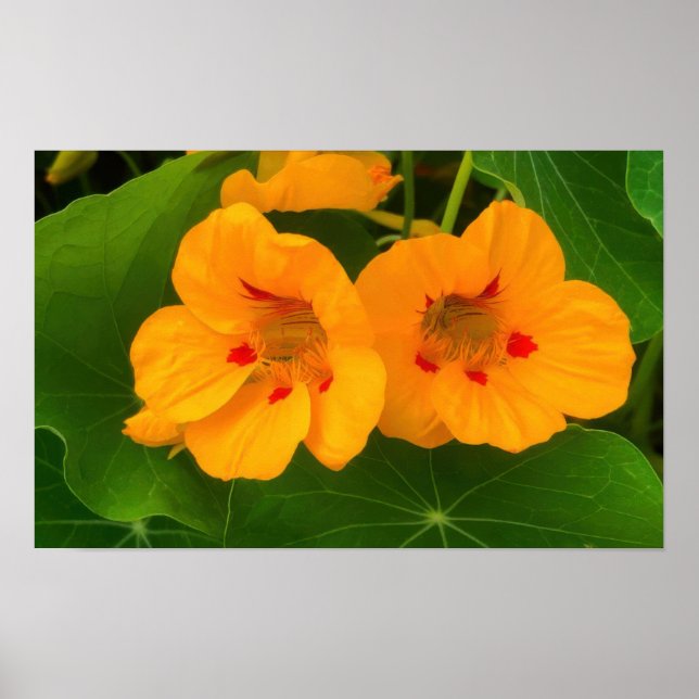 Nasturtium Flowers Poster (Front)