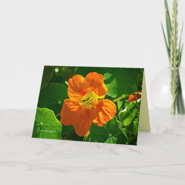 Nasturtium in orange card (Front)