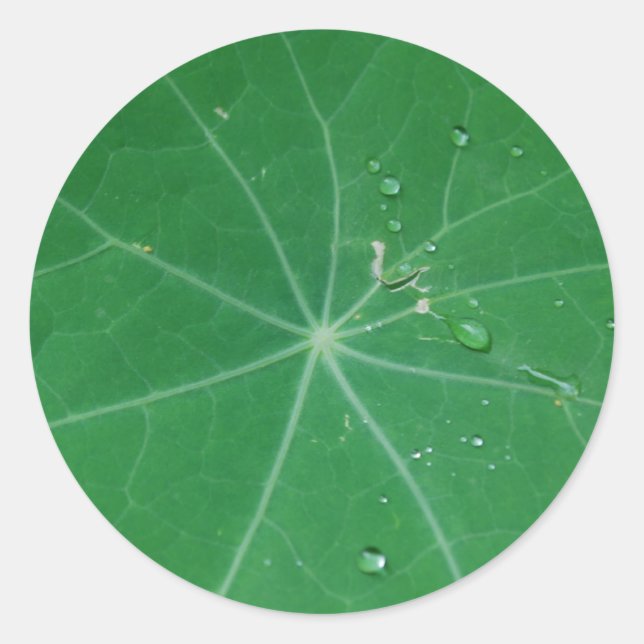 nasturtium leaf classic round sticker (Front)