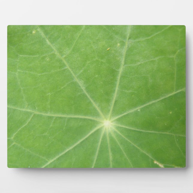 Nasturtium Leaf Plaque (Front)