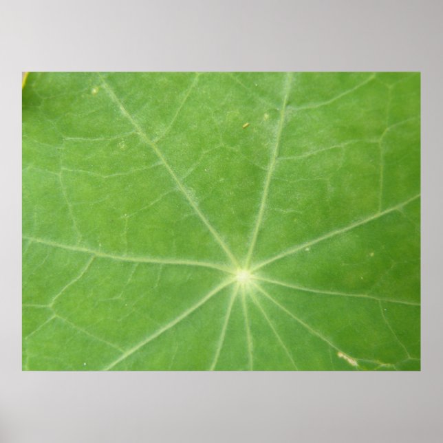 Nasturtium Leaf Print (Front)