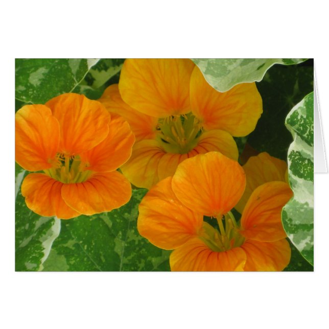 Nasturtium Notecard (Front Horizontal)