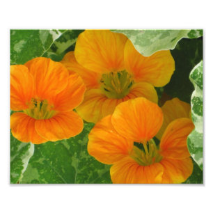 Nasturtium Photo Print