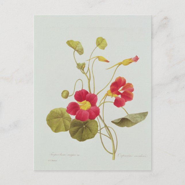 Nasturtium Postcard (Front)