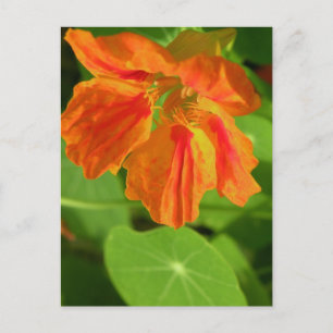 Nasturtium Postcard