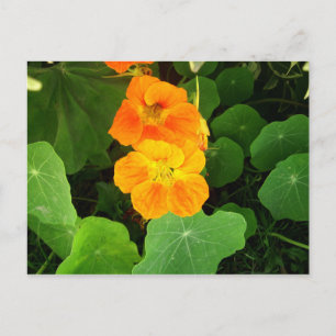 Nasturtium Postcard