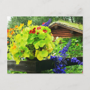 Nasturtium - summer blooms in Alaska Postcard