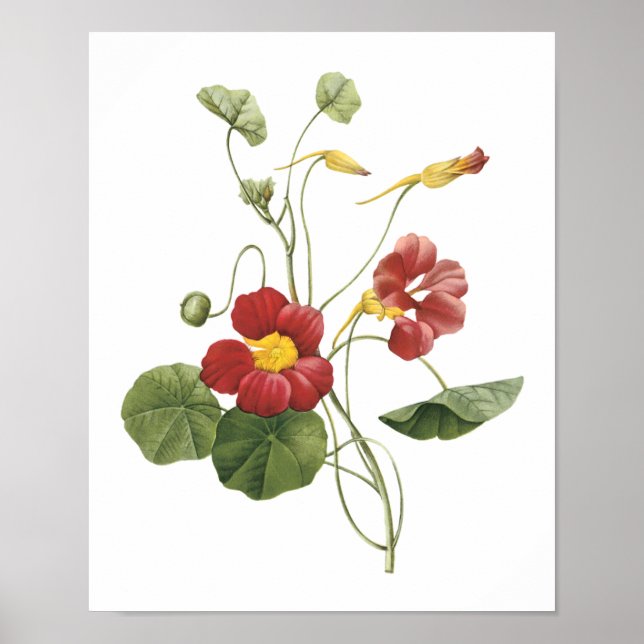 nasturtium(Tropaeolum majus) by Redouté Poster (Front)